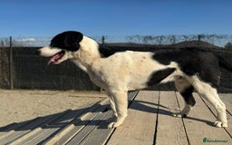 Mixed Breed dogs for adoption: LUCA – TWO YEARS WAITING FOR SOMEONE TO CARE 🐾 - Image 4