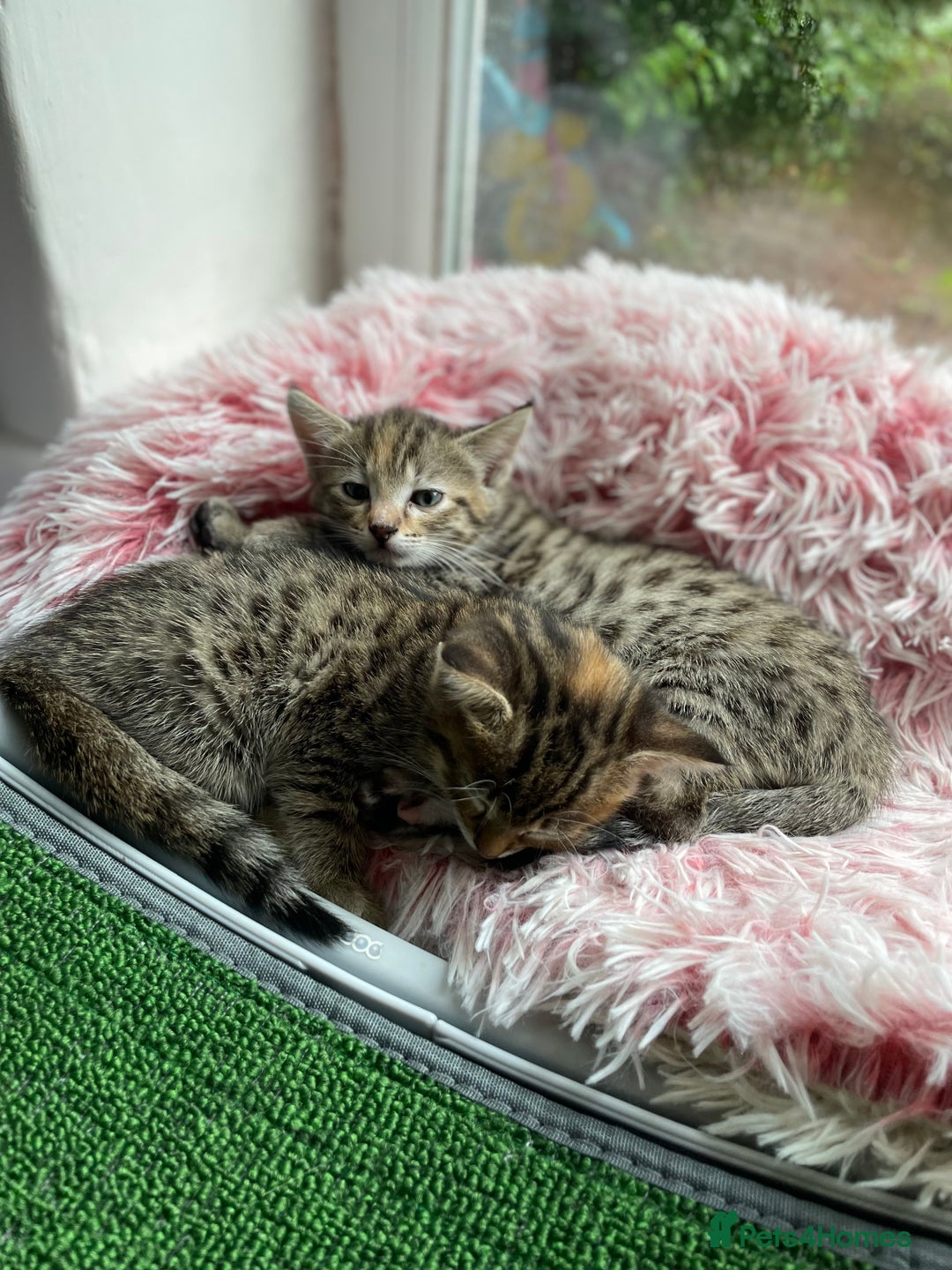 Savannah cats for sale: Savannah/Maine Coon Kittens Excellent Temperament - Image 12