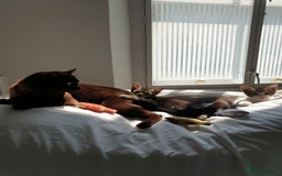 Tonkinese cats for sale: Beautiful Burmese X Baby - Image 3