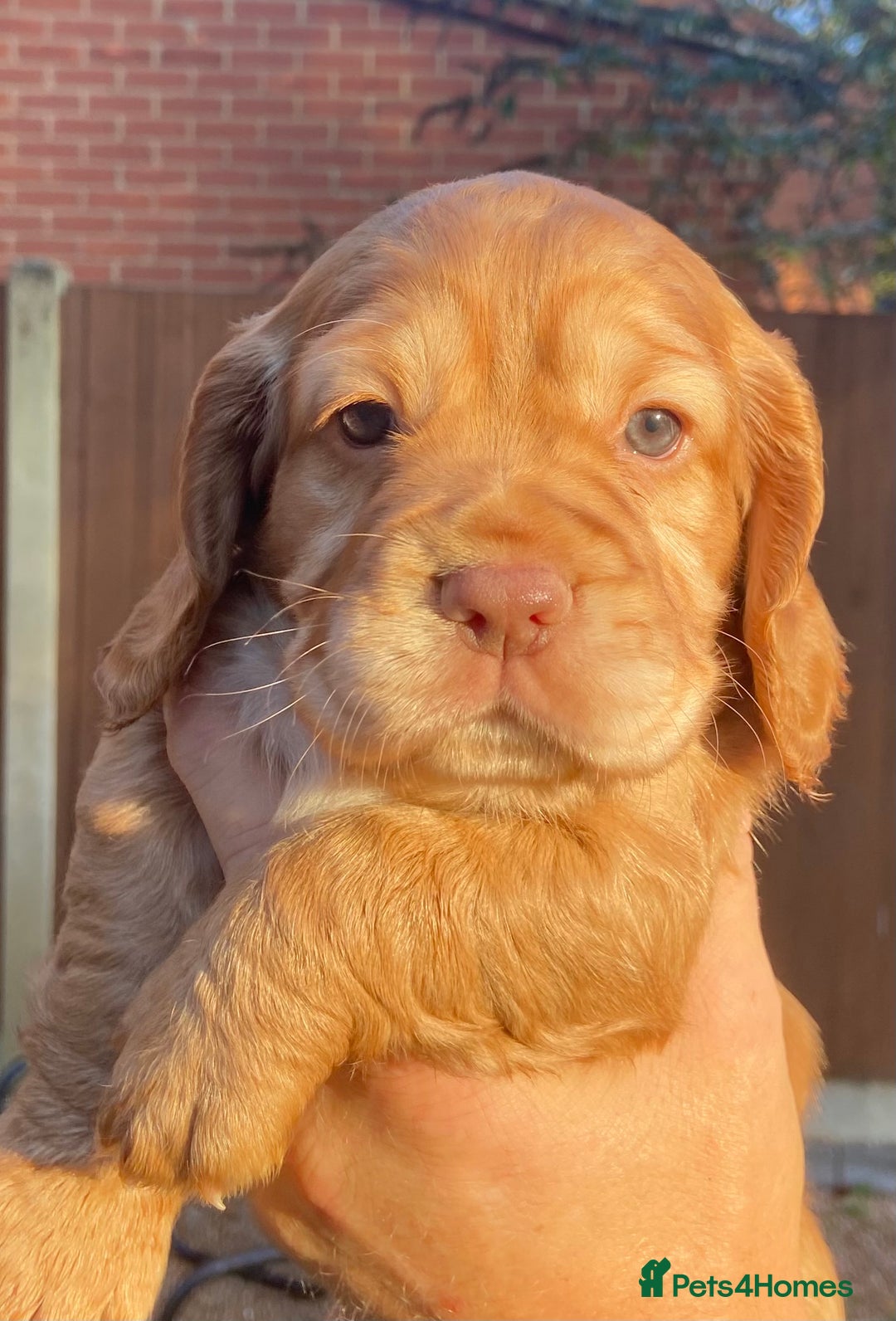 Cocker Spaniel dogs for sale: KC Registered Working Cocker Spaniels - Advert 14