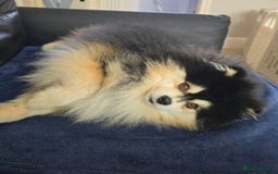 Pomsky dogs for sale: Pomsky puppies - Image 16