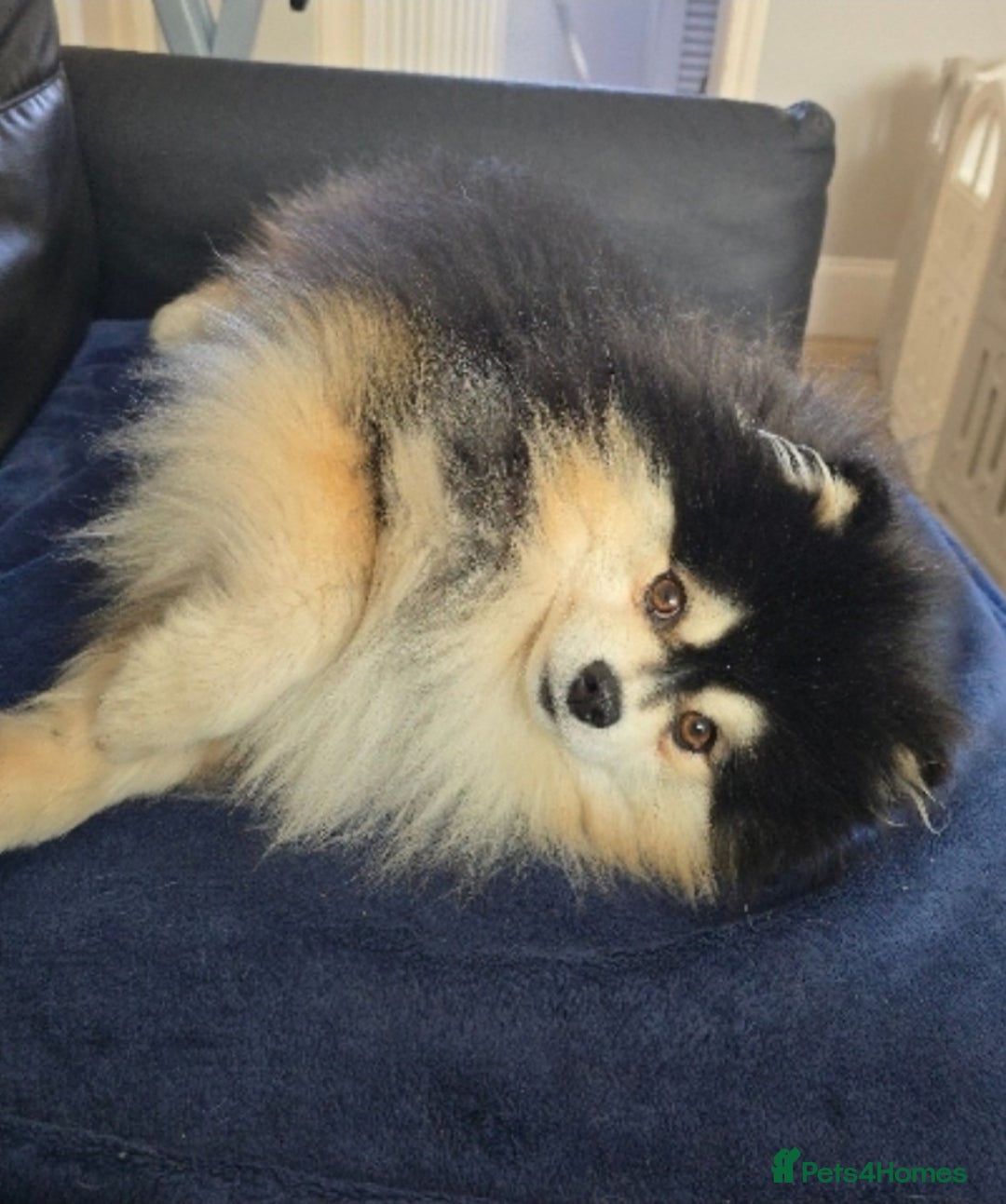 Pomsky dogs for sale: Pomsky puppies - Image 16