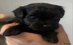 Maltipoo dogs for sale: Toy f1b maltipoos dna clear. - Image 3