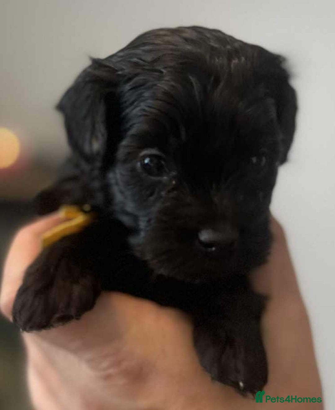 Maltipoo dogs for sale: Toy f1b maltipoos dna clear. - Image 3