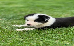 Australian Shepherd dogs for sale: 2 KC registered puppies remaining! Price drop  - Image 2