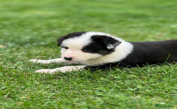 Australian Shepherd dogs - Advert 1