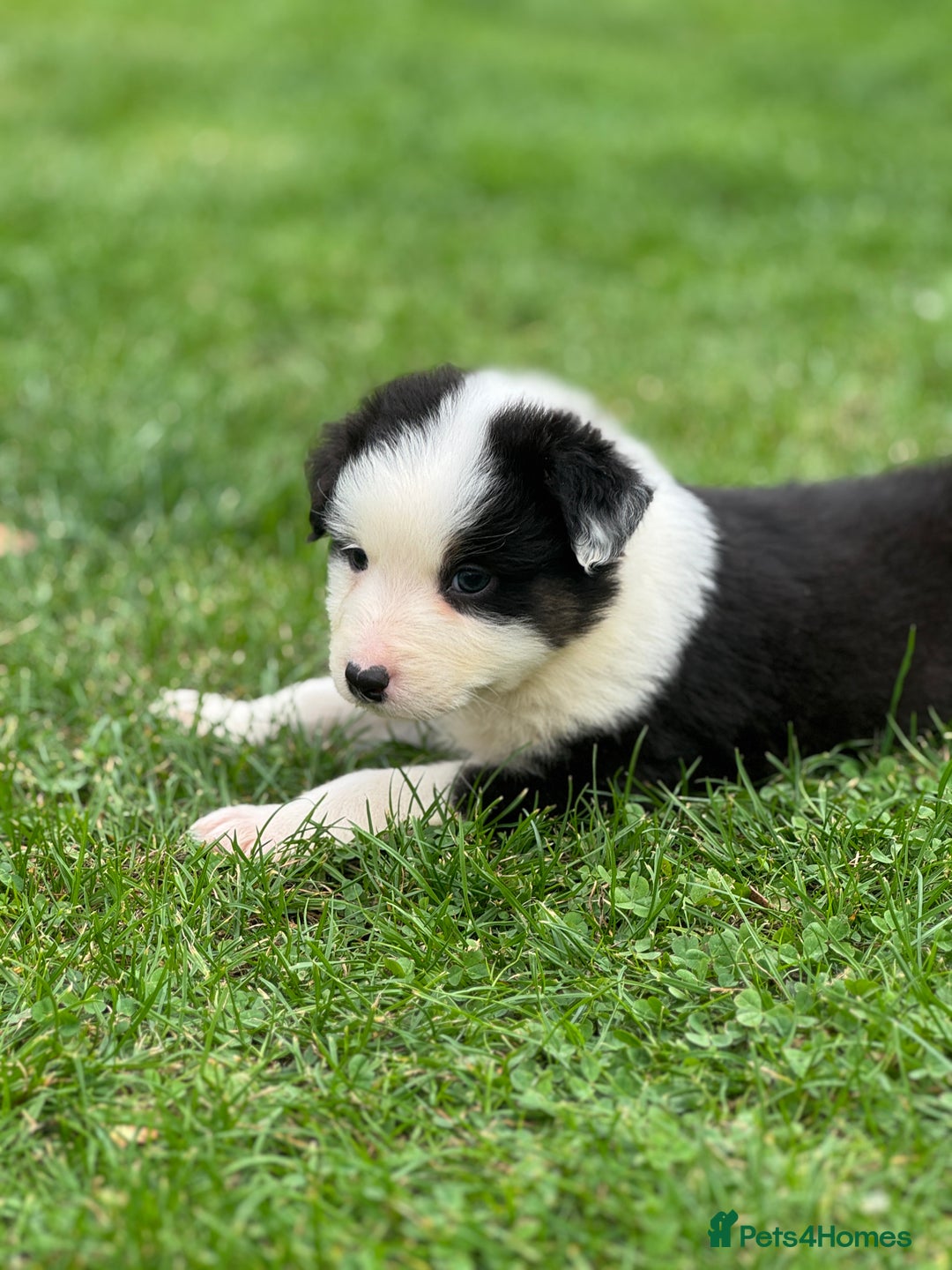 Australian Shepherd dogs for sale: 2 KC registered puppies remaining! Price drop  - Image 2