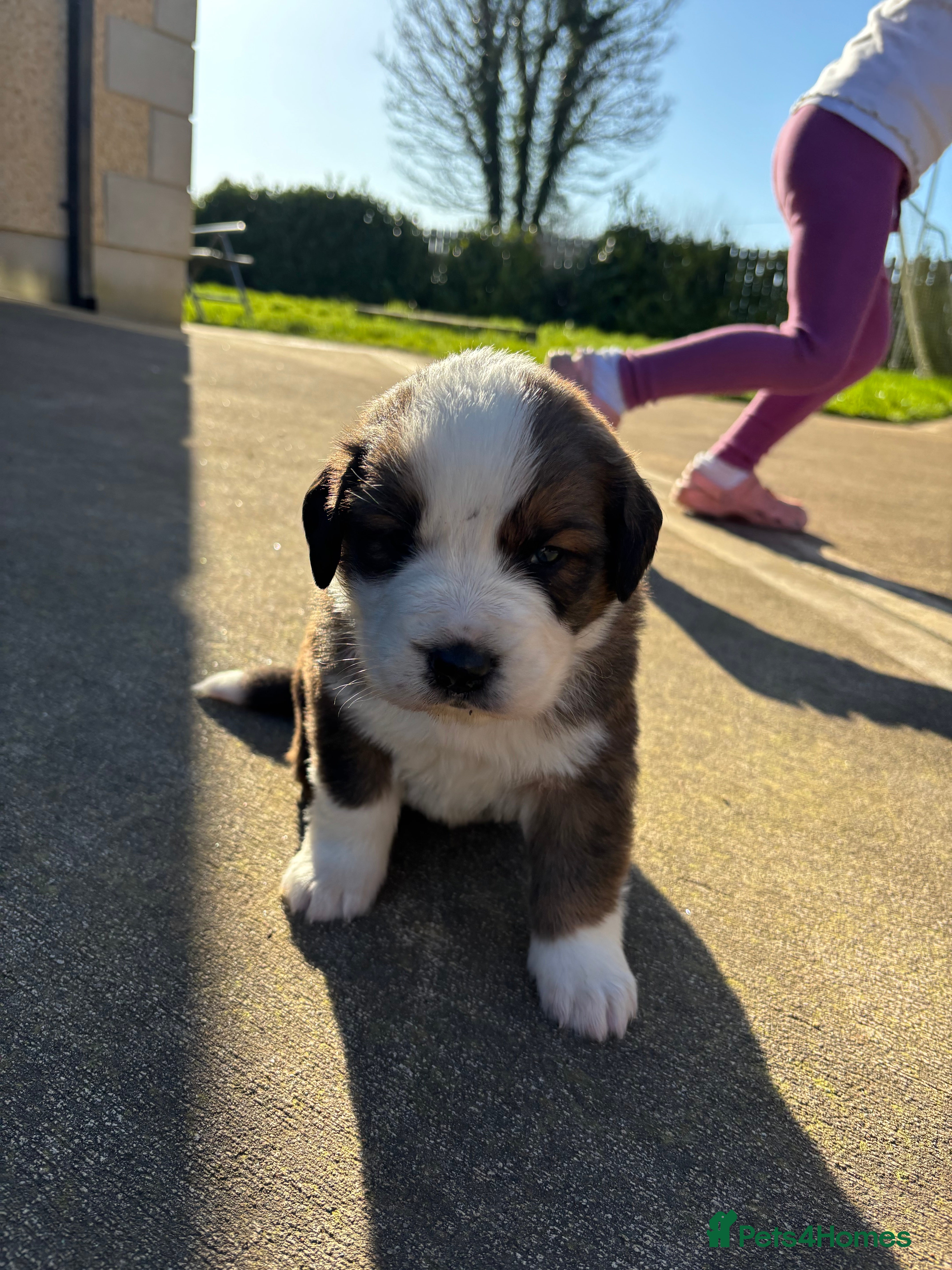 Mixed Breed dogs Saint Bernese pups  - Advert 11