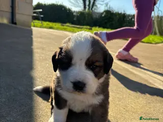Mixed Breed dogs Saint Bernese pups - Advert 11