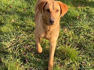 Labrador Retriever dogs in Norwich - Advert 5