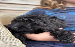 Cockapoo dogs for sale: 🐾 Cockerpoo puppies for sale 🐾  - Image 3