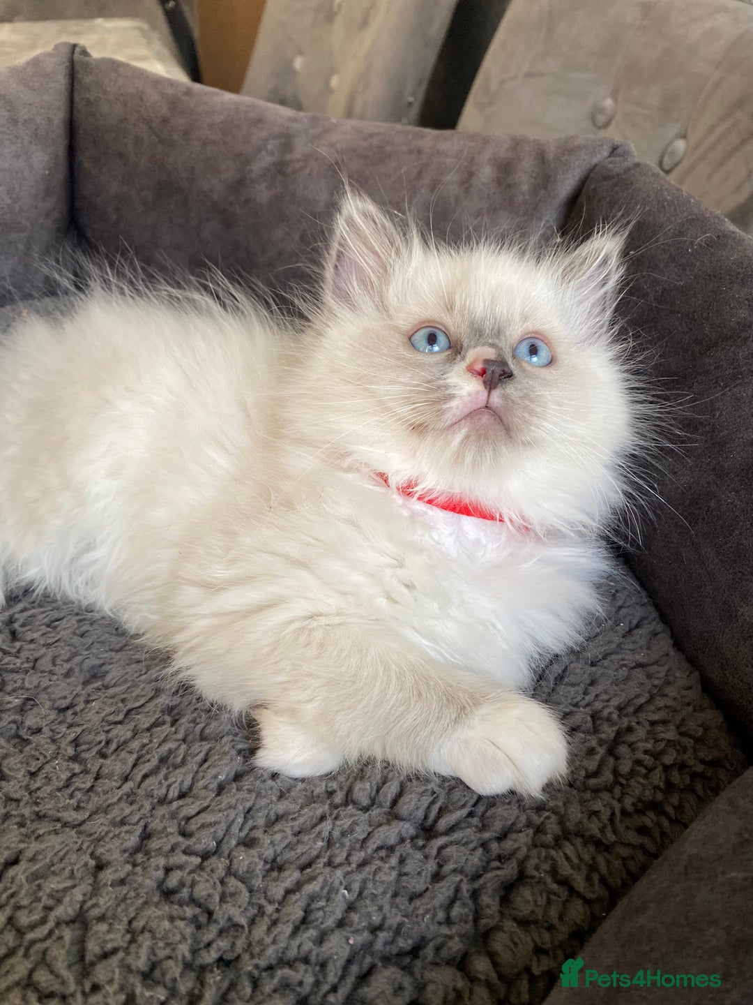 Ragdoll cats for sale: Ragdoll kittens  - Advert 6