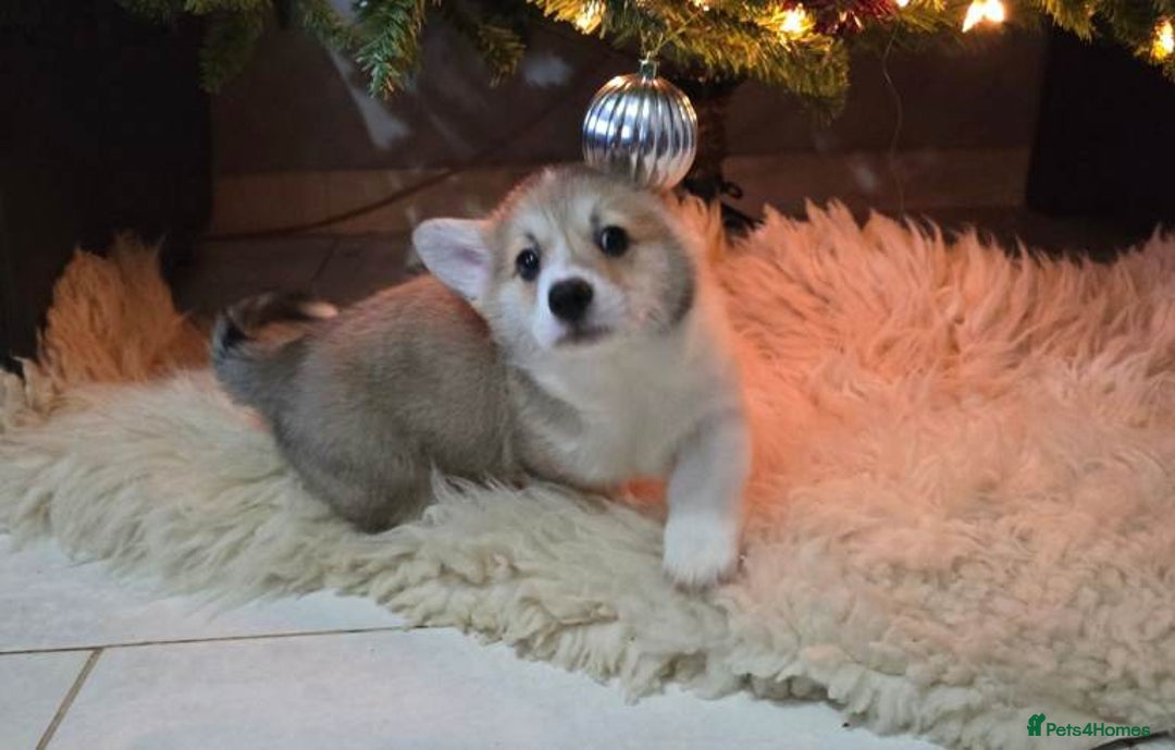 Welsh Corgi Pembroke dogs for sale: Adorable Welsh Corgi Pembroke Puppies for Sale - Advert 3