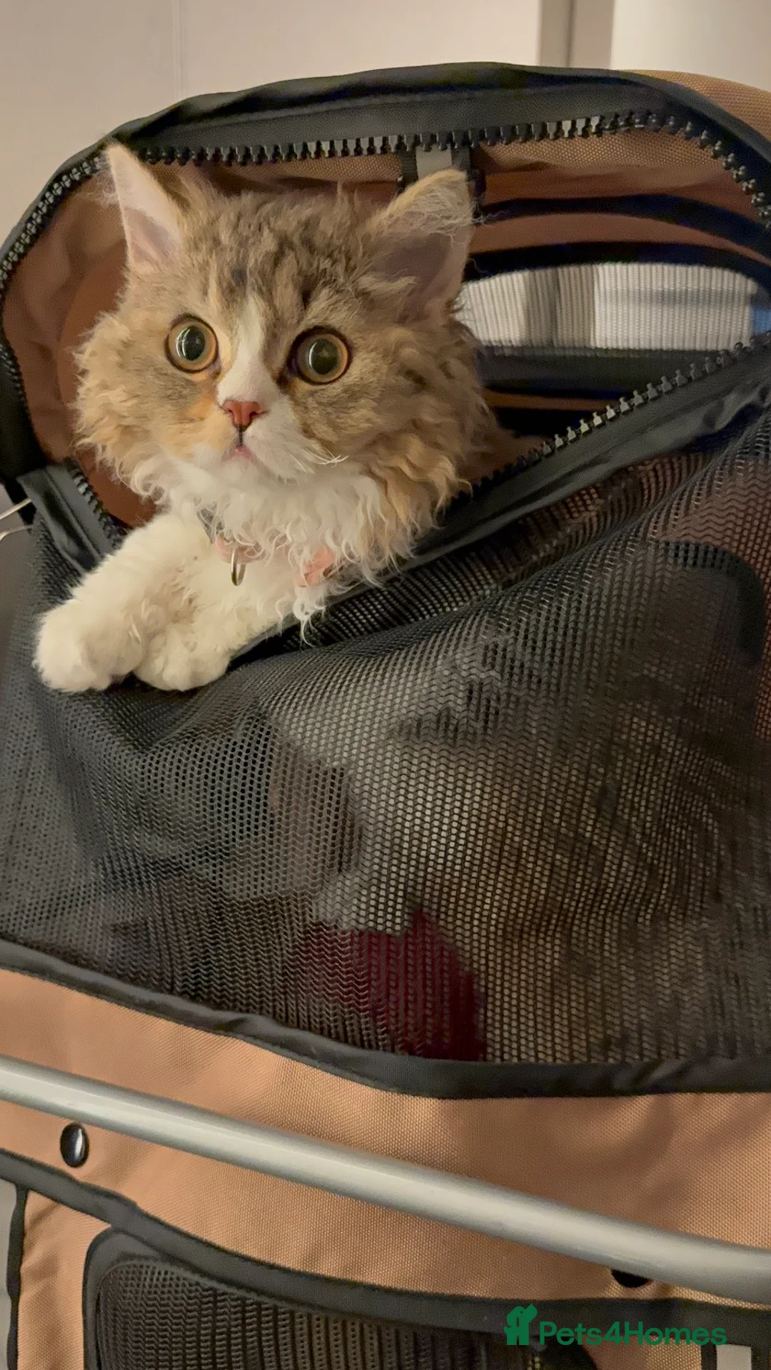 Selkirk Rex cats for sale: Pumpkin  - Advert 4