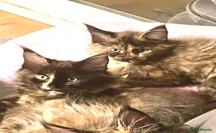 Maine Coon cats - Advert 3