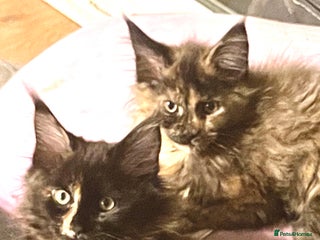 Maine Coon cats Pure Maine Coon x2 females kittens - Advert 6