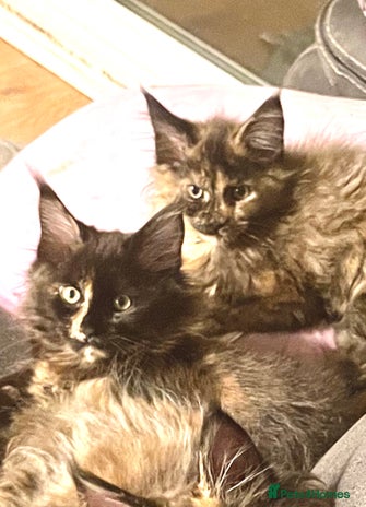 Maine Coon cats - Advert 3