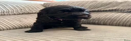 Cocker Spaniel dogs for sale: Beautiful show type cocker spaniel puppies - Advert 6