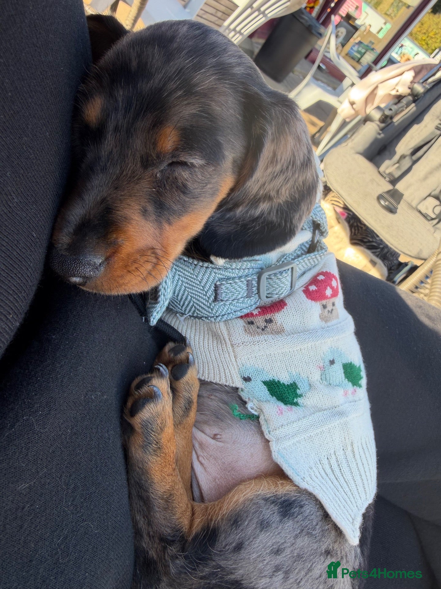 Dachshund dogs Mini dashound  - Advert 1