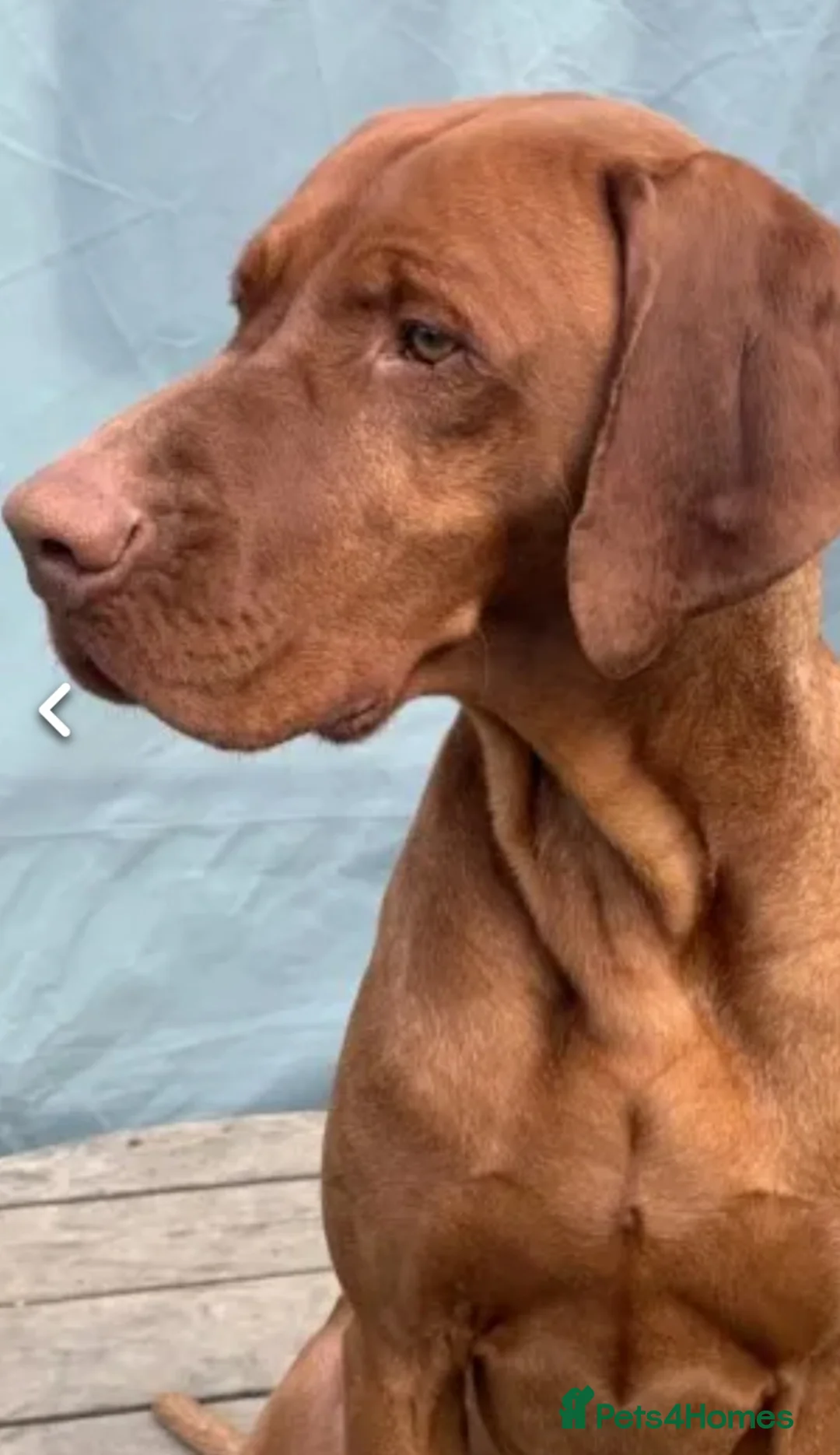 Hungarian Vizsla dogs for stud: Proven Hungarian championship blood line in Llantwit Major - Advert 6