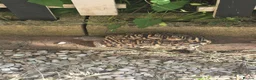 Tortoise reptiles for sale: Leopard tortoise  - Advert 2