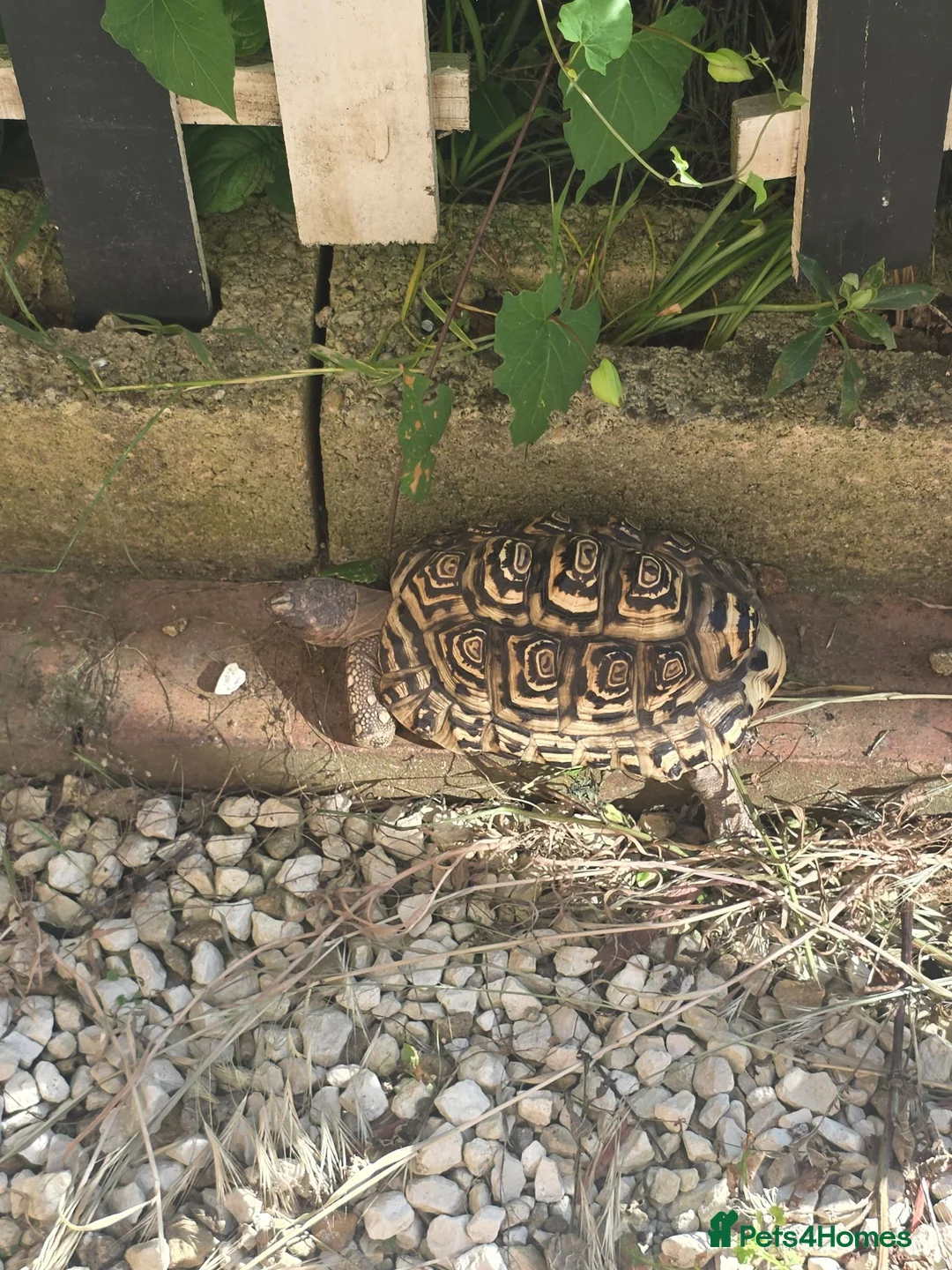 Tortoise reptiles for sale: Leopard tortoise  - Advert 2
