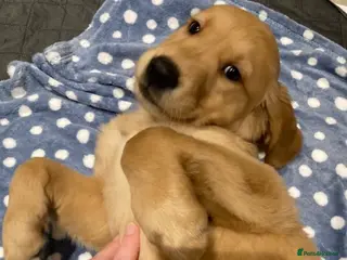 Golden Retriever dogs KC REGISTERED GOLDEN RETRIEVER PUPPY - Advert 15