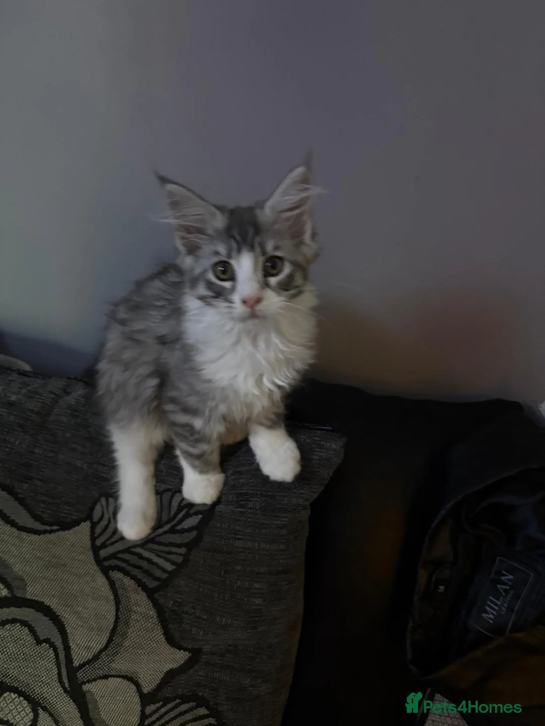 Maine Coon cats for sale: Maine Coon kittens ready to go.  - Advert 5