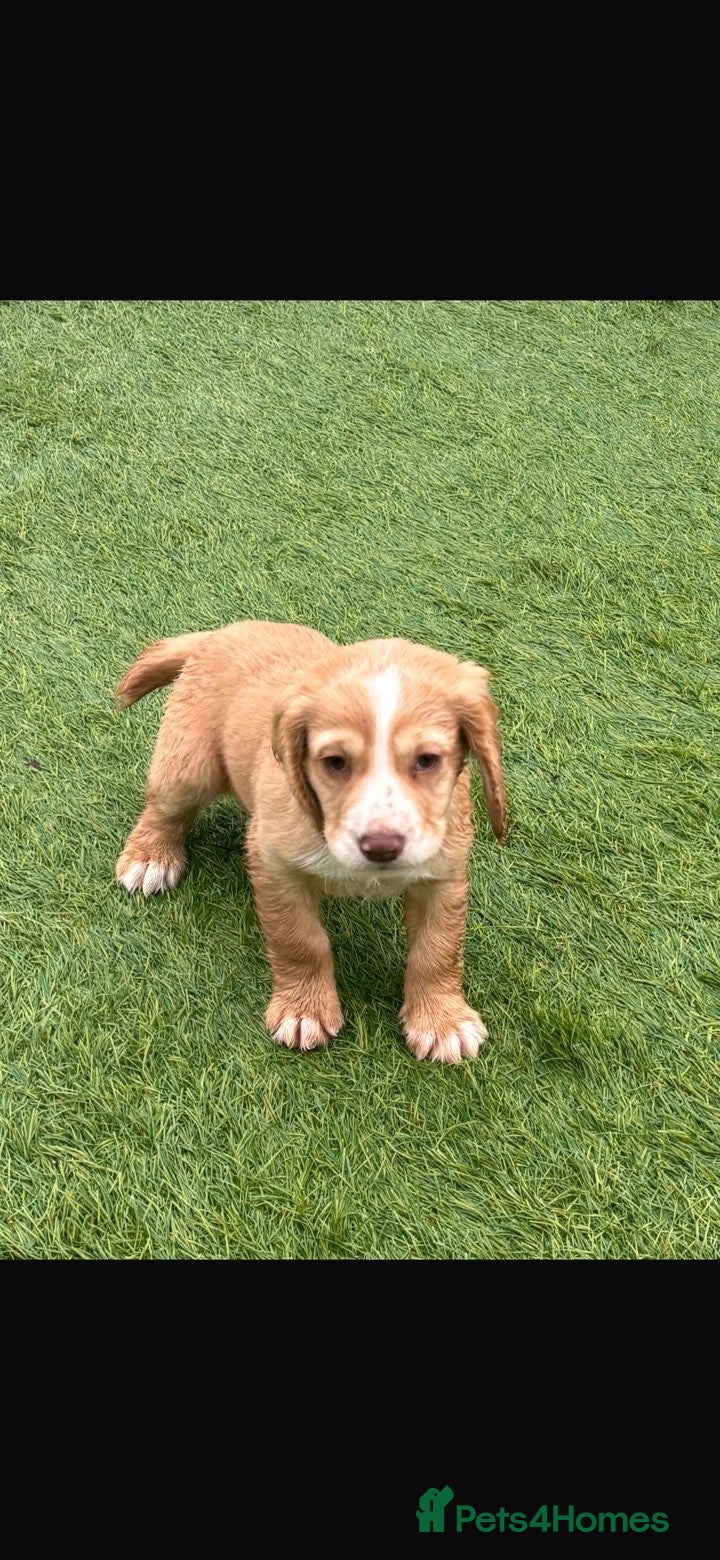 Cocker Spaniel dogs Our 2 beautiful working cocker spaniel pups in Reading - Advert 1