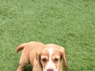 Cocker Spaniel dogs Our 2 beautiful working cocker spaniel pups in Reading - Advert 1