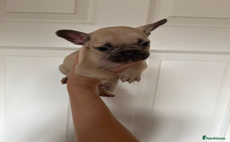 French Bulldog dogs - Advert 13