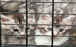Maine Coon cats for sale: Maine coon kittens  - Image 33
