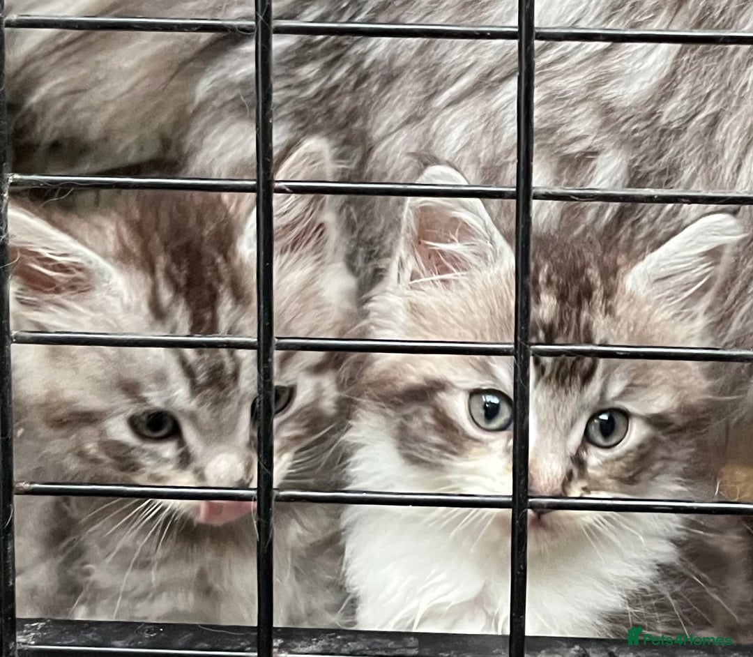 Maine Coon cats for sale: Maine coon kittens  - Image 33