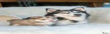 Puppy 4
