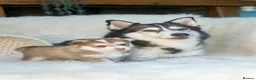 Pomsky dogs for sale: STUNNING POMSKY PUPPIES  - Advert 21
