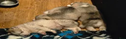 Canadian Eskimo Dog dogs for sale: 17 week old male & female Canadian Eskimo Puppies - Advert 8