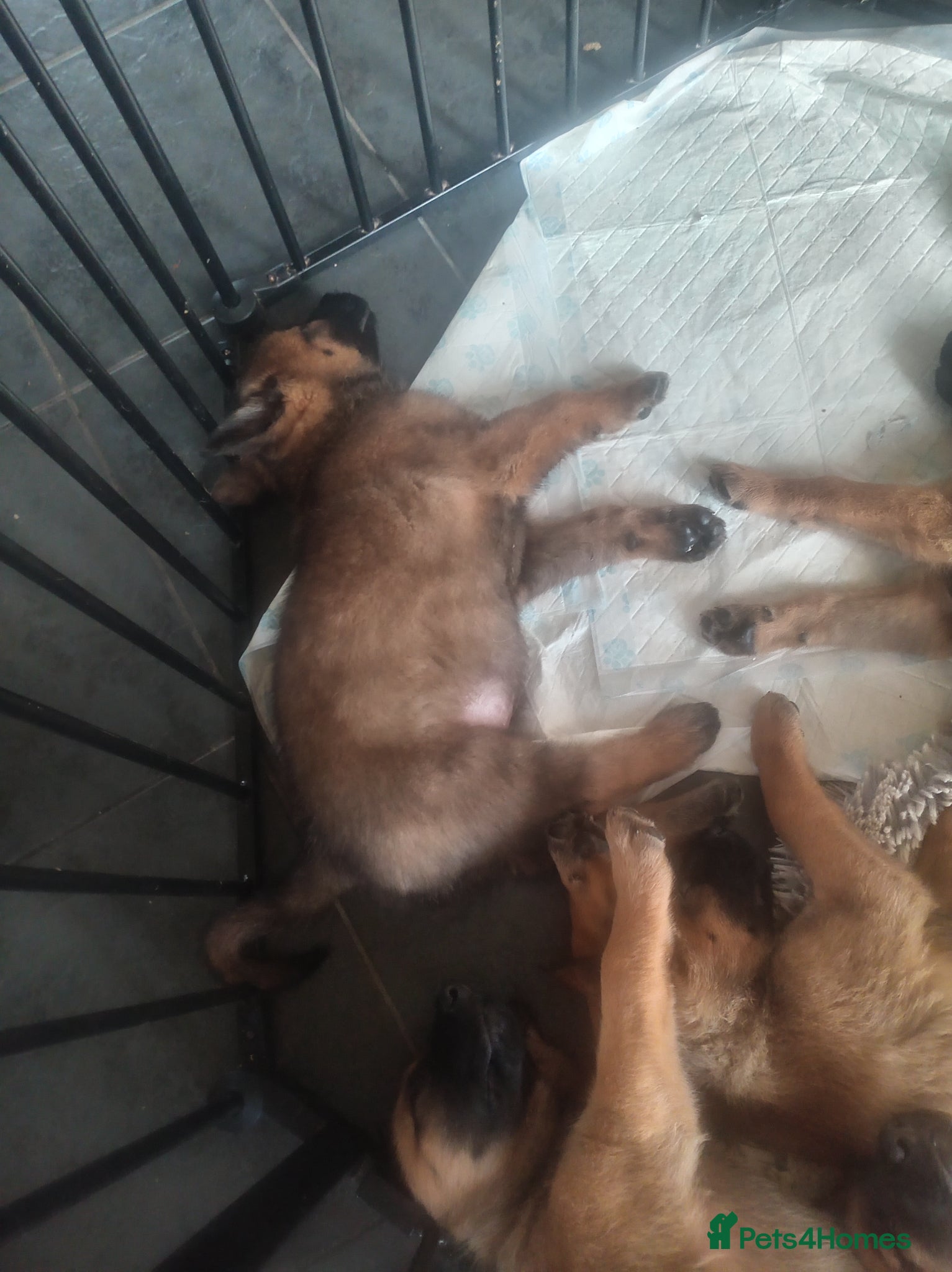 Belgian Shepherd Dog dogs for sale: Belgium malinois puppies 7 weeks old - Advert 4
