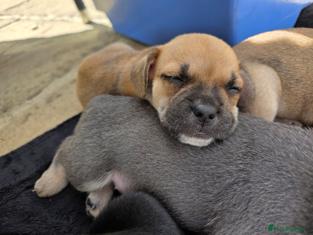 Mixed Breed dogs for sale: 3/4 frenchy 1/4 collie pups - Image 5