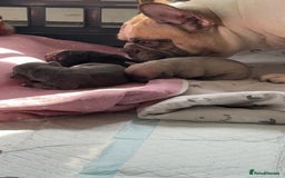 French Bulldog dogs for sale: Pedigree Puppies ❤️ - Image 14