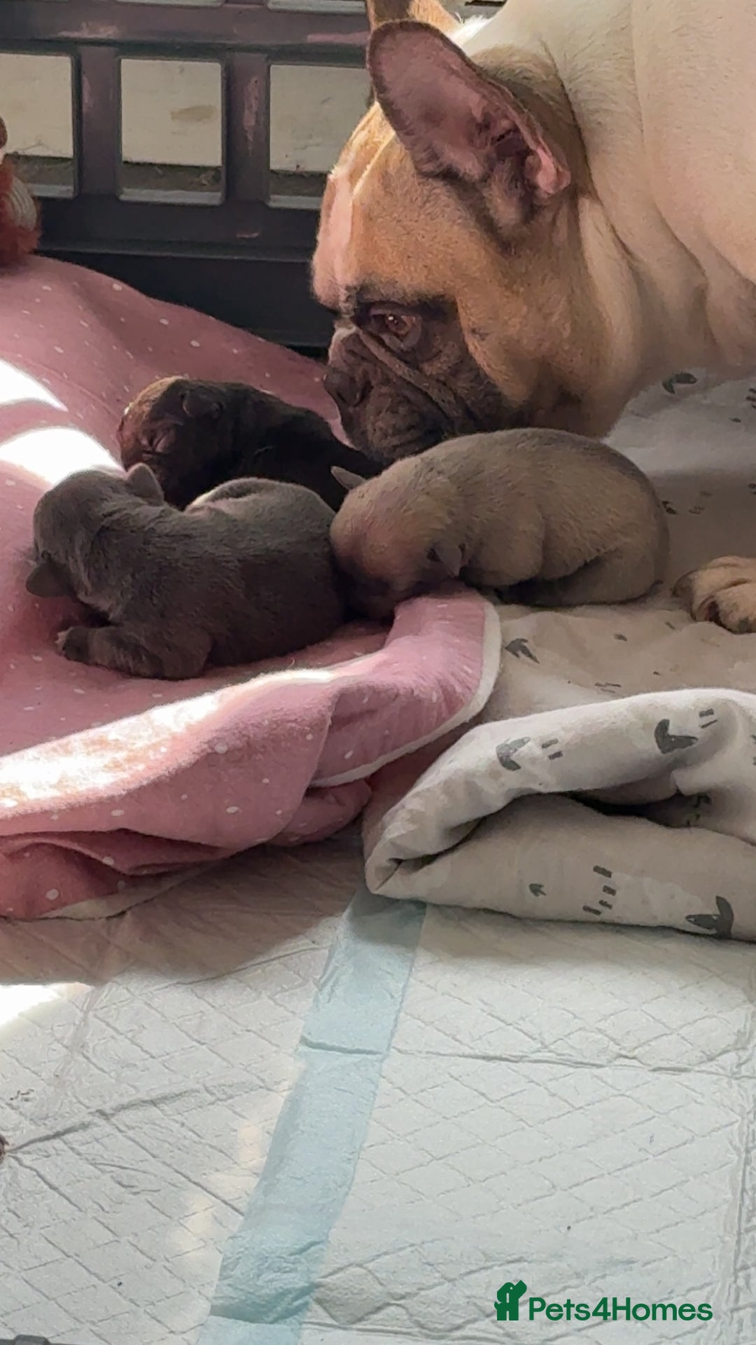 French Bulldog dogs for sale: Pedigree Puppies ❤️ - Image 14