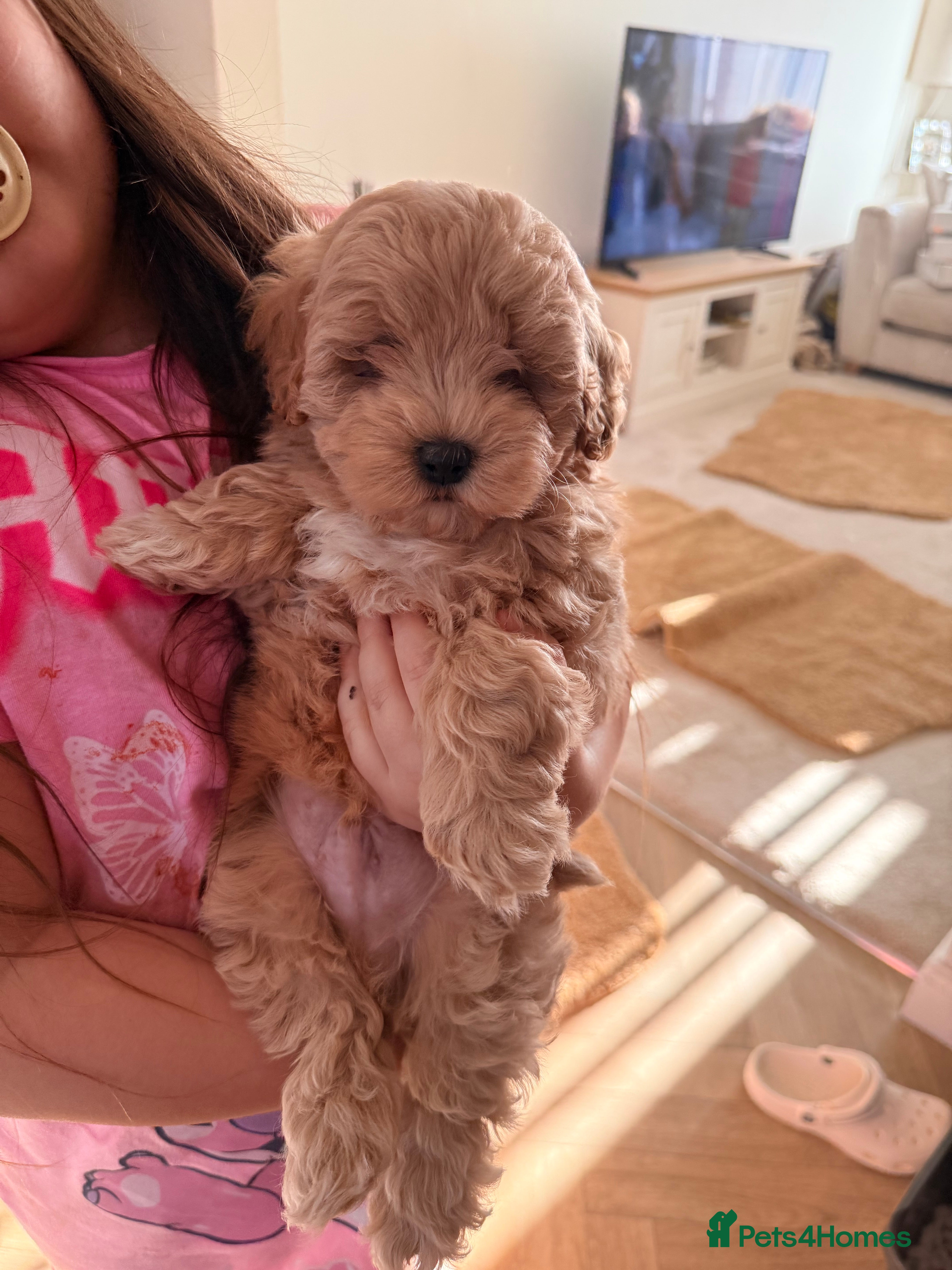 Maltipoo dogs Health tested parents 1 boy remaining  - Advert 9