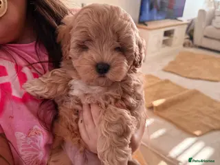 Maltipoo dogs Health tested parents 1 boy remaining - Advert 6