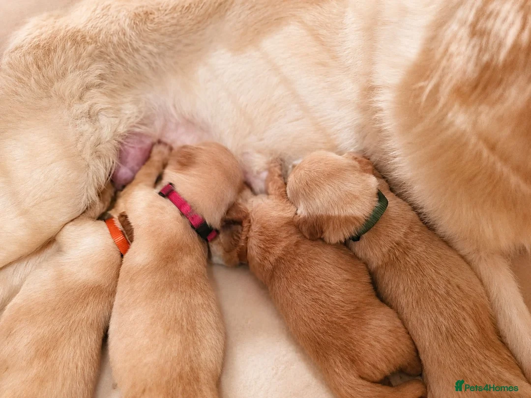 Golden Retriever dogs for sale: KC registered Golden retriever puppies - Advert 10