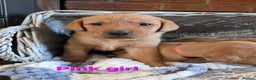 Labrador Retriever dogs for sale: Stunning Red fox labrador puppies  - Advert 21