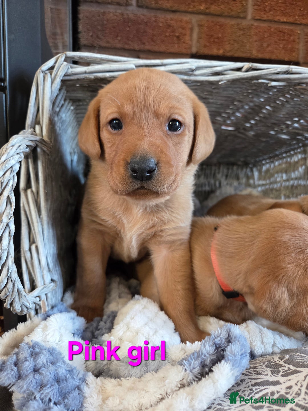 Labrador Retriever dogs for sale: Stunning Red fox labrador puppies  - Advert 21