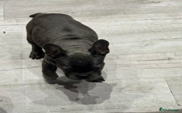 French Bulldog dogs for sale: French Bulldog Puppies - Ready Now  - Image 17