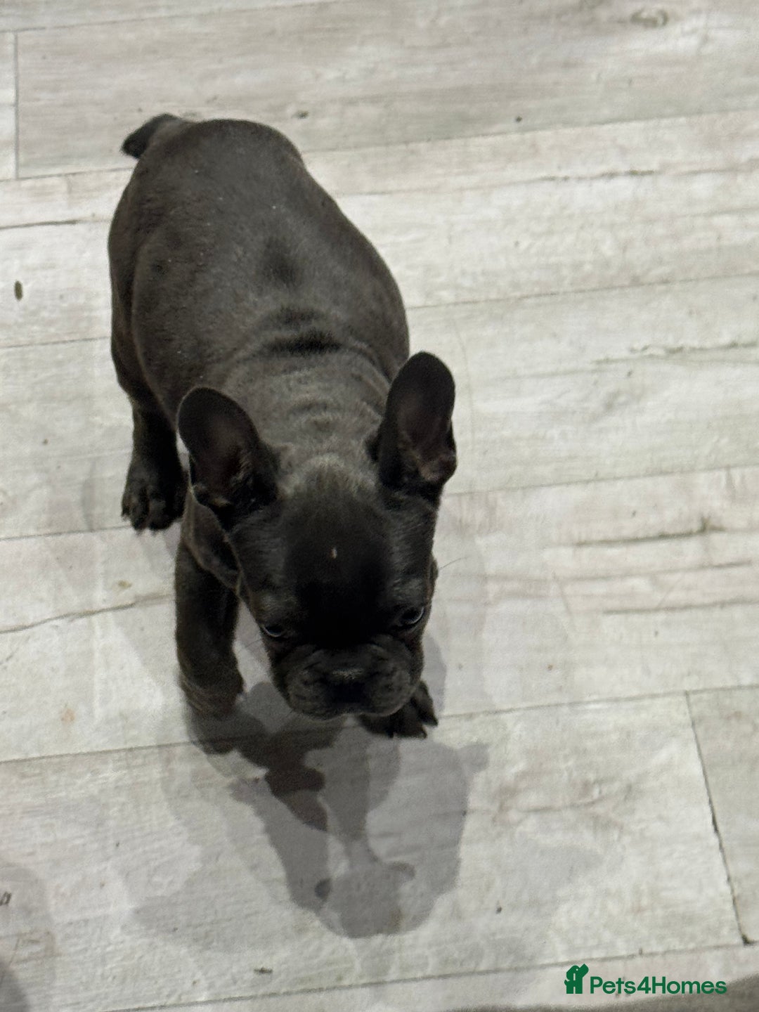 French Bulldog dogs for sale: French Bulldog Puppies - Ready Now  - Image 17