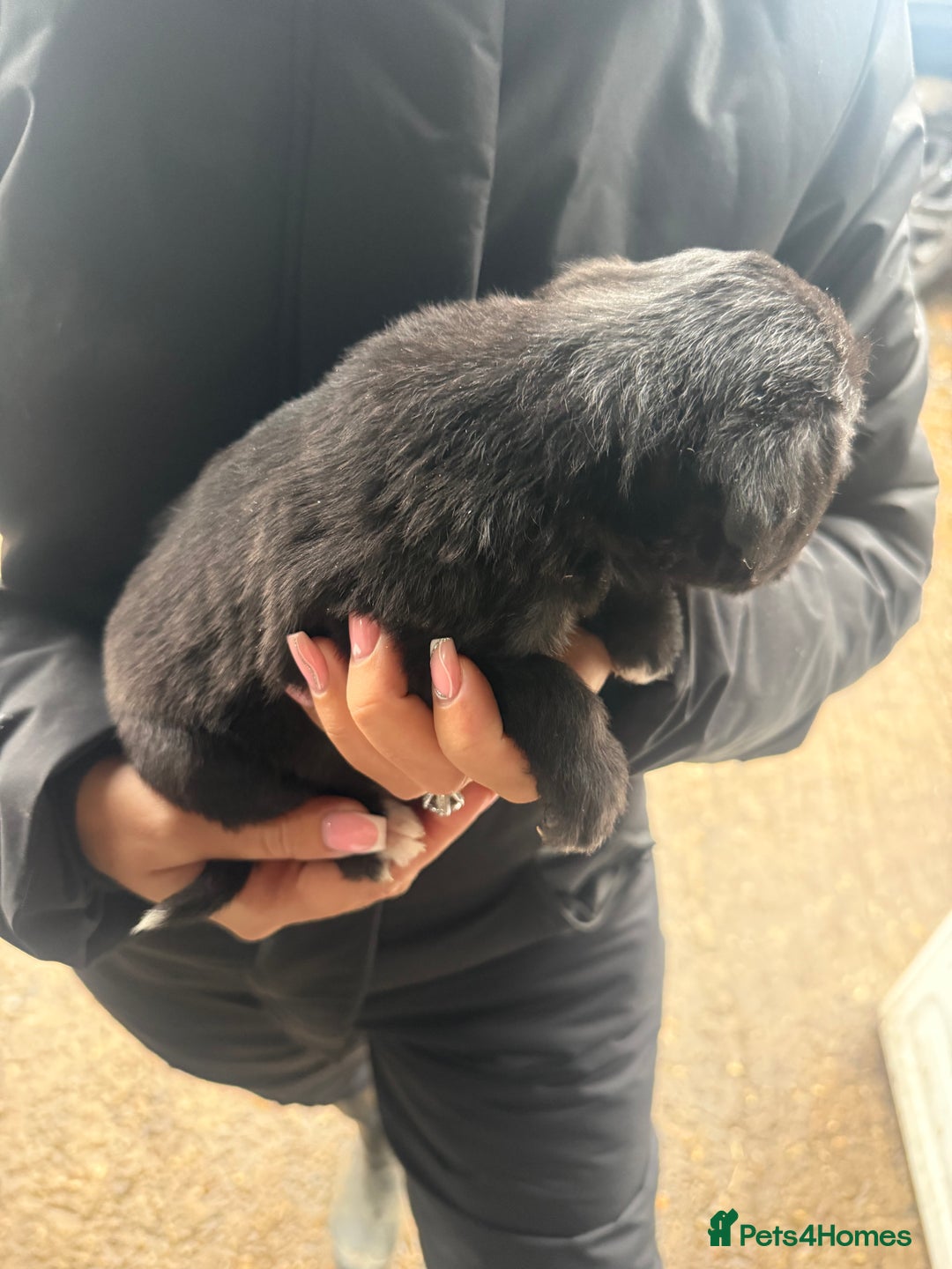 Whippet dogs for sale: Bedlington whippet puppies  - Advert 16