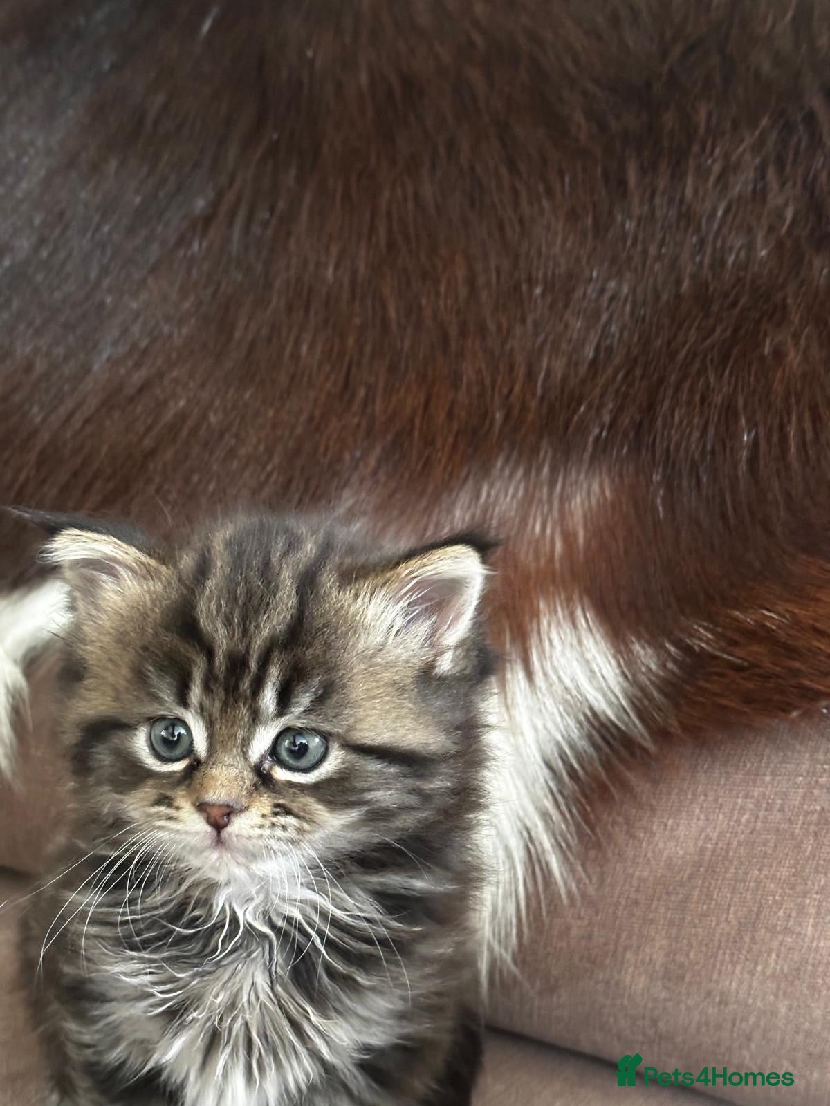 Persian cats Maine Coon/ Persian mixed kitten  - Advert 10