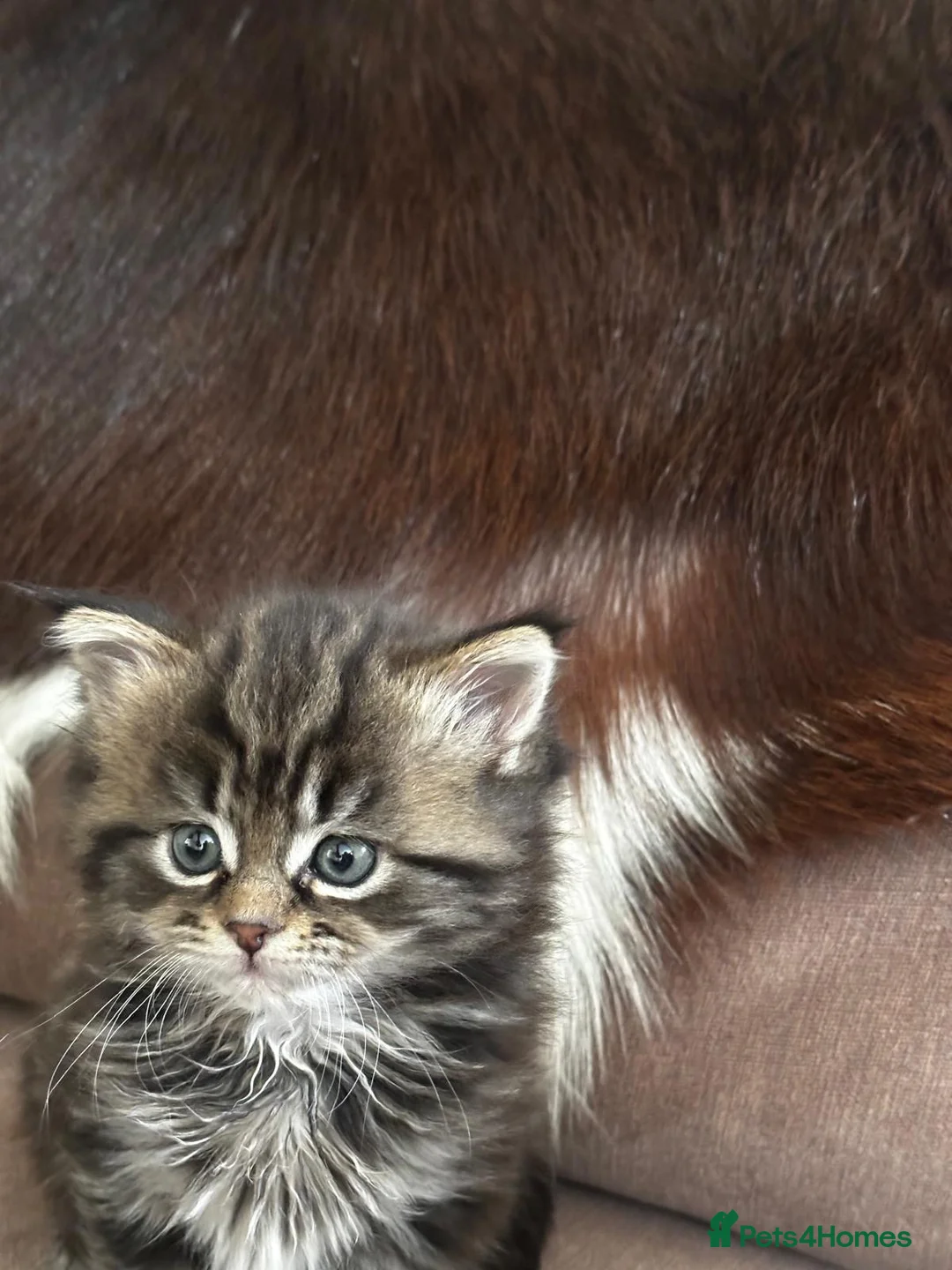 Persian cats for sale: Maine Coon/ Persian mixed kitten  in Bridgend - Advert 1